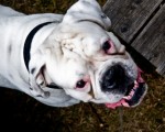 dog attack