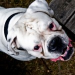 dog attack