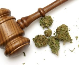 cannabis law