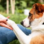 Dog Bites Someone