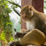 Legal to Own a Monkey